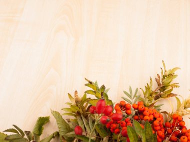 Rowanberries ve vahşi rose hips sonbahar arka plan