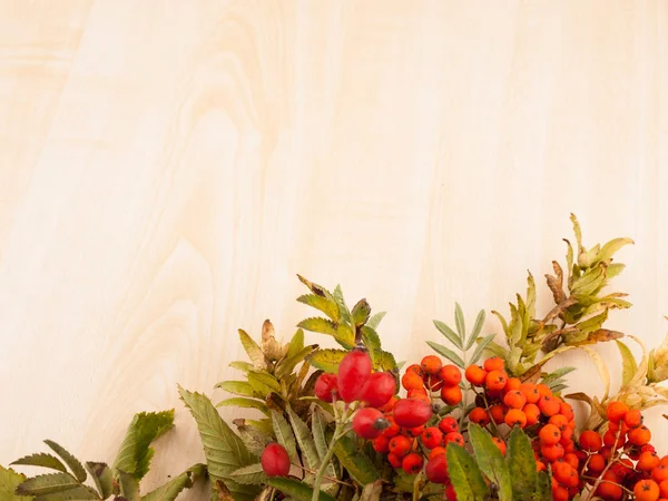 Rowanberries ve vahşi rose hips sonbahar arka plan