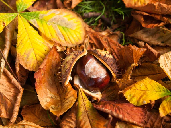 Droped conker düşen yapraklar sonbaharda üzerinde