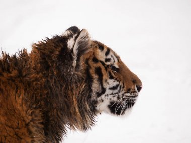 Genç Sibirya kaplanı - Panthera tigris altaica portresi