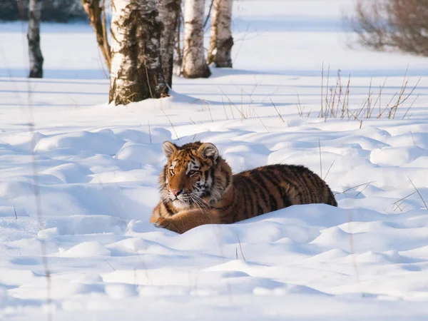 Сибирский тигр лежит на снегу в лесу - Panthera tigris altaica — стоковое фото