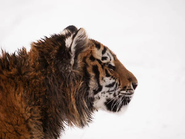 Genç Sibirya kaplanı - Panthera tigris altaica portresi
