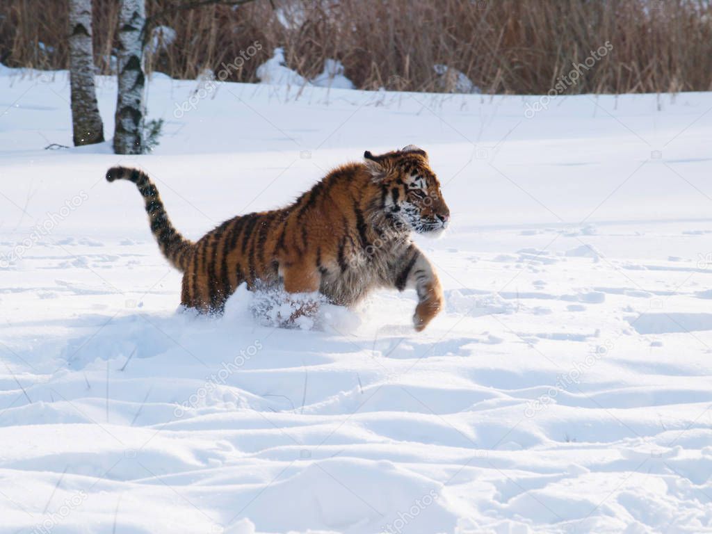Amur tiger running in the snow - Panthera tigris altaica