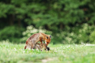 Kızıl Tilki AVI çayır - Vulpes vulpes yemek.