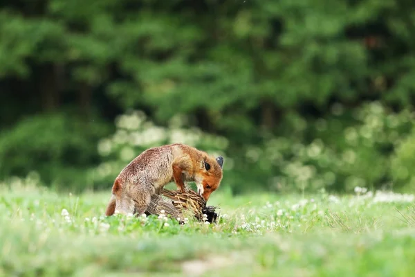 Red fox äter bytesdjur på äng - Vulpes vulpes — Stockfoto