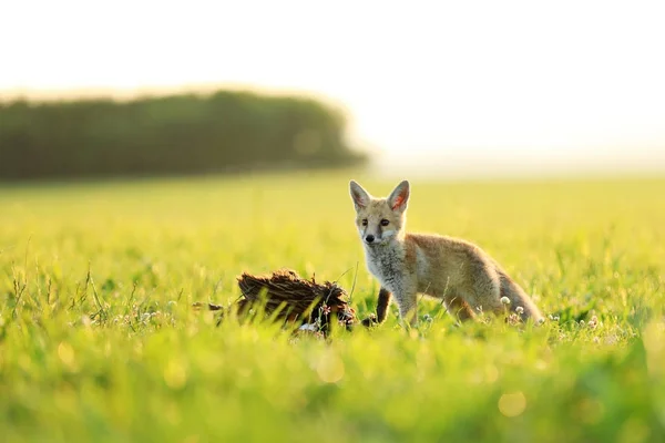 Giovane volpe rossa con uccello da cattura sul prato al mattino - Vulpes vulpes — Foto Stock