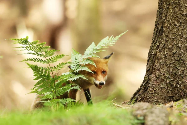 Рыжий лис застрял в лесу летом - Аргументы и Факты — стоковое фото