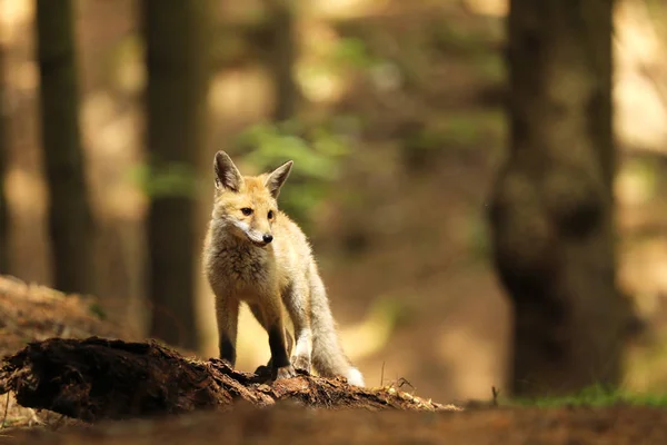 Red fox vixen permanecer en el registro - Vulpes vulpes —  Fotos de Stock