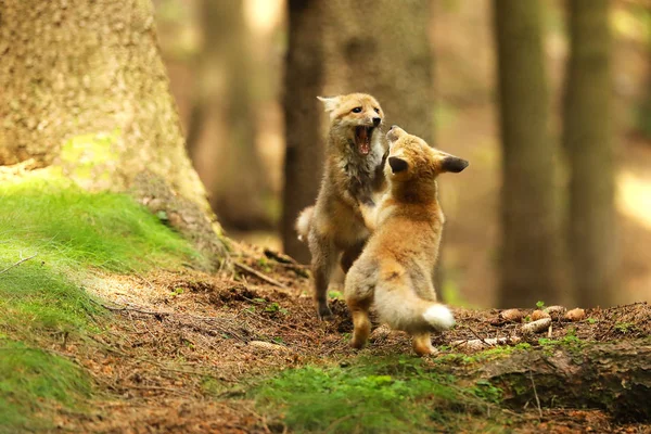 Pequeños cubos de zorro rojo jugando al togerher - Vulpes vulpes —  Fotos de Stock