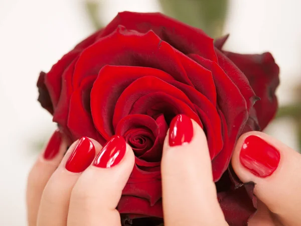 Bella mano donna con nais lucido che tiene rosa — Foto Stock