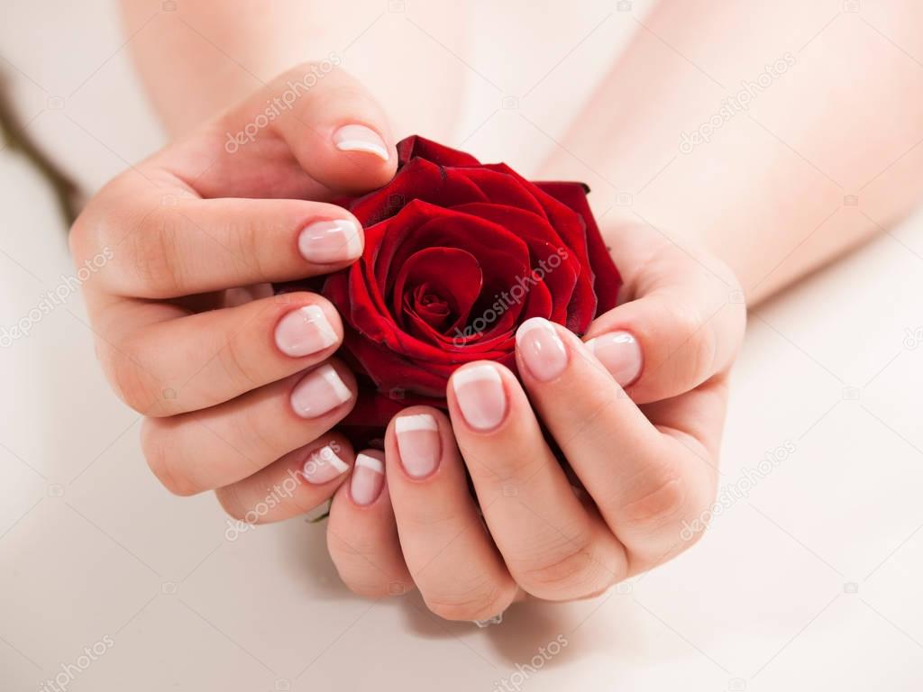 Womans hand with french manicure hold rose flower