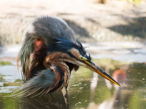 Garça roxa na água - Ardea purpurea — Fotografia de Stock