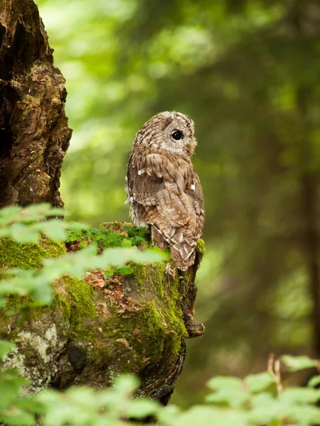 Waldkauz sitzt auf dem Baum - strix aluco — Stockfoto