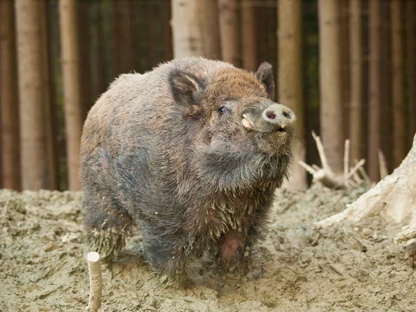 Portrait of Euroasian wild pig - Sus scrofa - in autumn forest — Stock Photo, Image