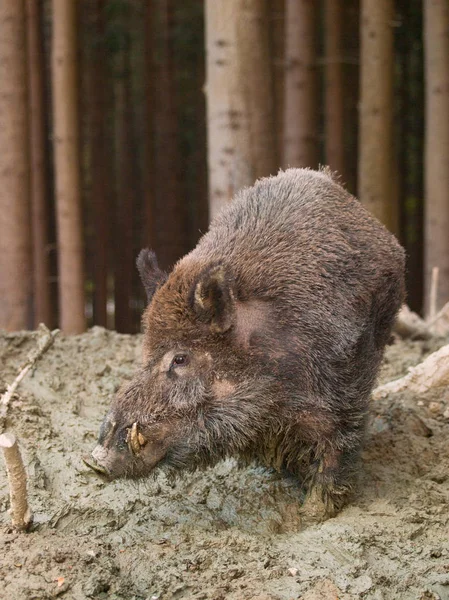 Euroasiatiska wild pig - Sus scrofa scrofa - i höst skog — Stockfoto
