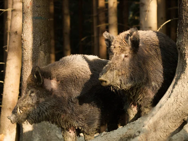 Porträtt av två vildsvin - Sus scrofa - i höst skog — Stockfoto