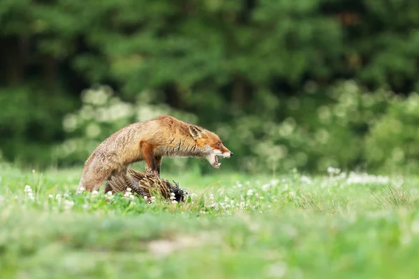 Kızıl Tilki quarding çayır - Vulpes vulpes üzerinde av — Stok fotoğraf