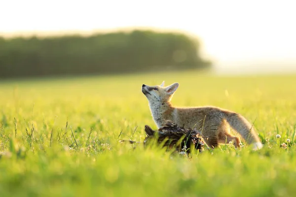 Unga röd räv med byte på äng - Vulpes vulpes — Stockfoto
