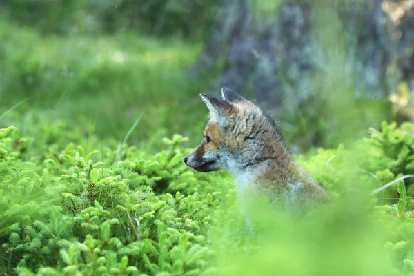 숲-여우속 여우속에에서 젊은 붉은 여우의 머리 — 스톡 사진