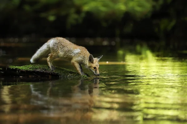 Zorro rojo joven bebe agua del río - Vulpes vulpes —  Fotos de Stock