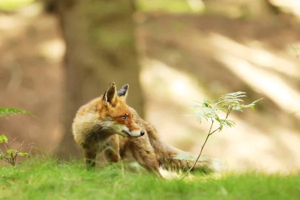 Red Fox, Vulpes vulpes, в европейском лесу. Сцена дикой природы Чехии — стоковое фото