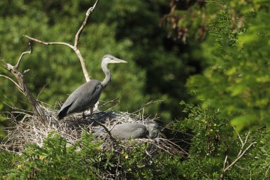 Gri balıkçıllar ağaca yuva çifti
