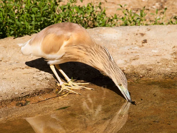 Vlasatá heron - Ardeola ralloides - dring voda — Stock fotografie