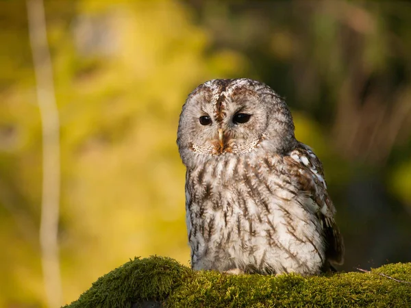 Portret van Strix aluco - Steenuil zittend op mos in bos — Stockfoto