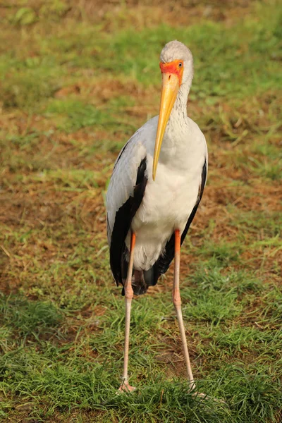 Cegonha-de-bico-amarelo - Mycteria ibis - grande ave-voadora — Fotografia de Stock