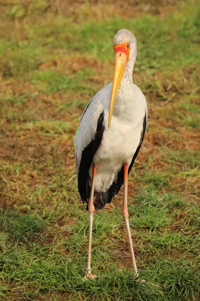 Cigüeña de pico amarillo - Mycteria ibis - ave zancuda grande — Foto de Stock