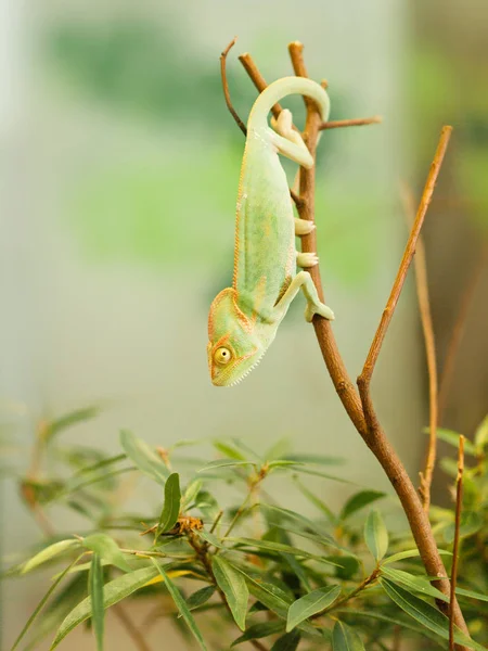 Young Yemen chameleon on the branch beeing on the lookout for beetle - Chameleo calyptratus — Stock Photo, Image