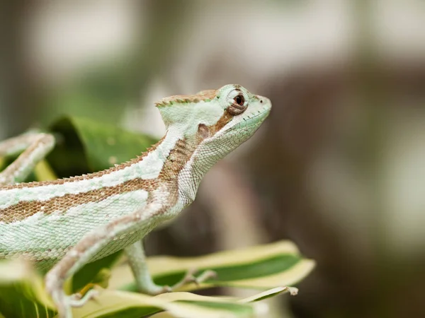 Retrato serado de Caquehesd Iguana - Laemanctus serratus — Fotografia de Stock