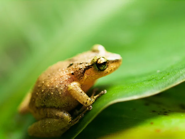 Yaprak - yeşil leucomystax üzerinde ortak ağaç kurbağası — Stok fotoğraf