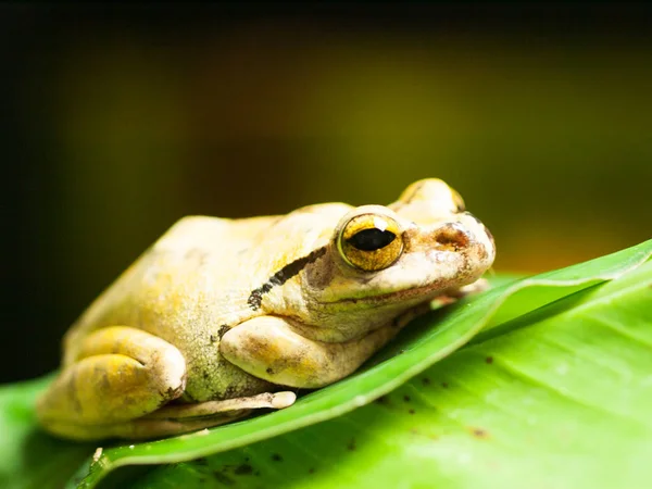 Közös Délkelet-ázsiai leveli béka - Polypedates leucomystax — Stock Fotó