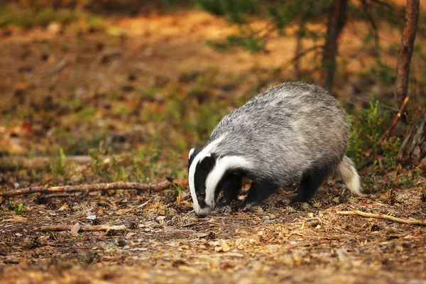 Eurasian Badger Meles Meles Hutan Musim Gugur — Stok Foto