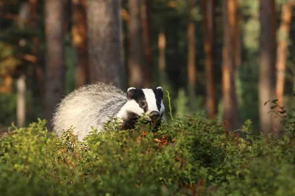 Eurasian Badger Meles Meles Mencari Makan Semak Semak Bilberry — Stok Foto