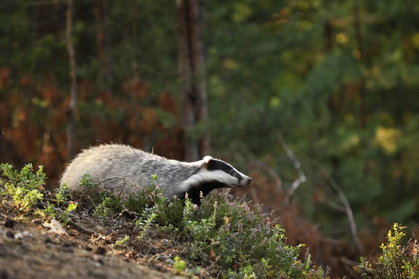 Eurasiska Grävling Meles Meles Heather Höst — Stockfoto