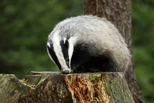 Eurasian Badger Meles Meles Pada Tunggul Hutan Musim Gugur — Stok Foto