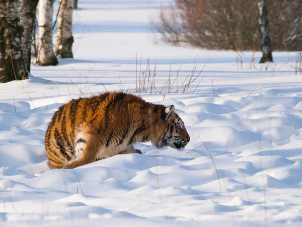 Panthera Tigris Altaica Amurtiger Hinterhalt Für Die Beute Auf Schnee — Stockfoto