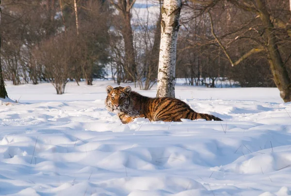 Junger Sibirischer Tiger Ruht Auf Schnee Birkenwald Der Russischen Taiga — Stockfoto