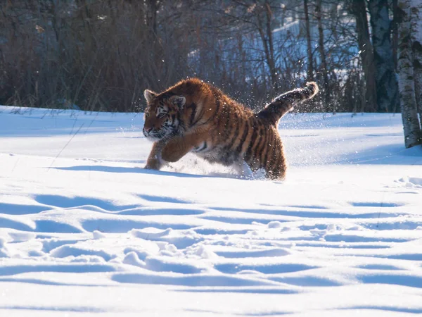 Courir Chasser Tigre Sibérie Dans Nature Sauvage Hivernale Panthera Tigris — Photo