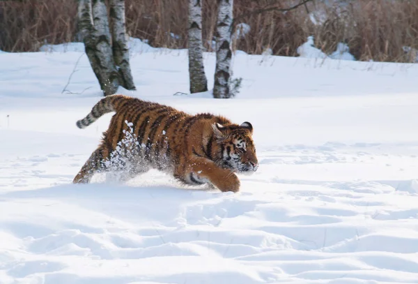 Siberian Tiger Hunting Prey Snow Panthera Tigris Altaica — Stock Photo, Image