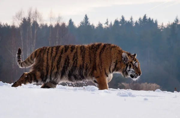 Siberische Tijger Tracering Prooi Sneeuw Winter Russische Taiga Panthera Tigris — Stockfoto