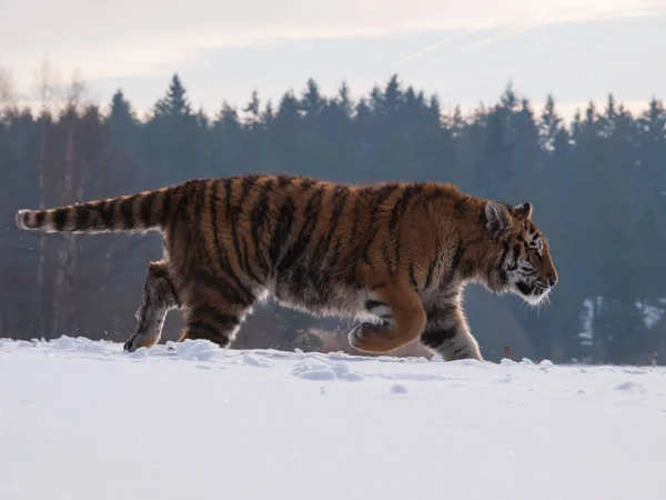 Sibirischer Tiger Auf Der Suche Nach Beute Schnee Der Winterlichen — Stockfoto