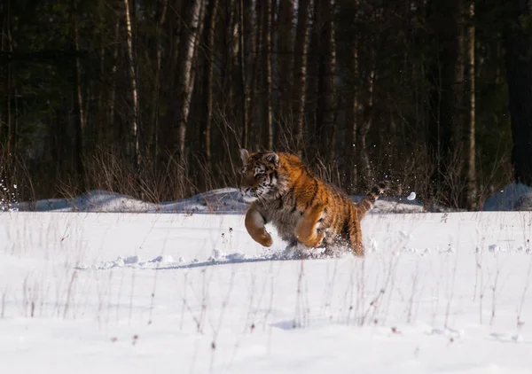 Tigre Siberiana Nella Natura Selvaggia Invernale Taiga Russia Panthera Tigris — Foto Stock