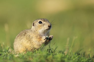 Avrupa zemin sincap endagered Endemik türler - Spermophilus citellus 