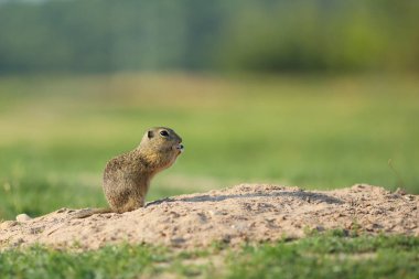Avrupa zemin sincap yuva - Spermophilus citellus yukarıda