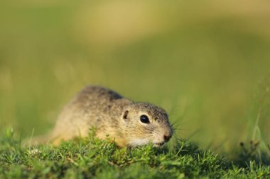 Spermophilus citellus - Avrupa zemin sincap yeşil çimenlerin üzerinde