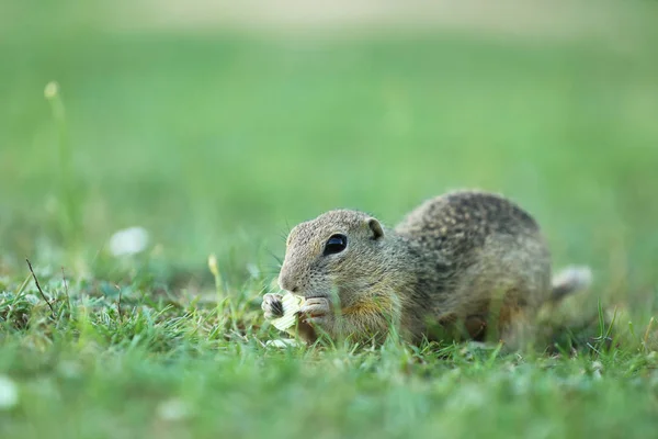 European ground squirrel eating on meadow - Spermophilus citellus