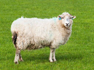 Ovis Koç - koyun yeşil çimenlerin üzerinde kal.